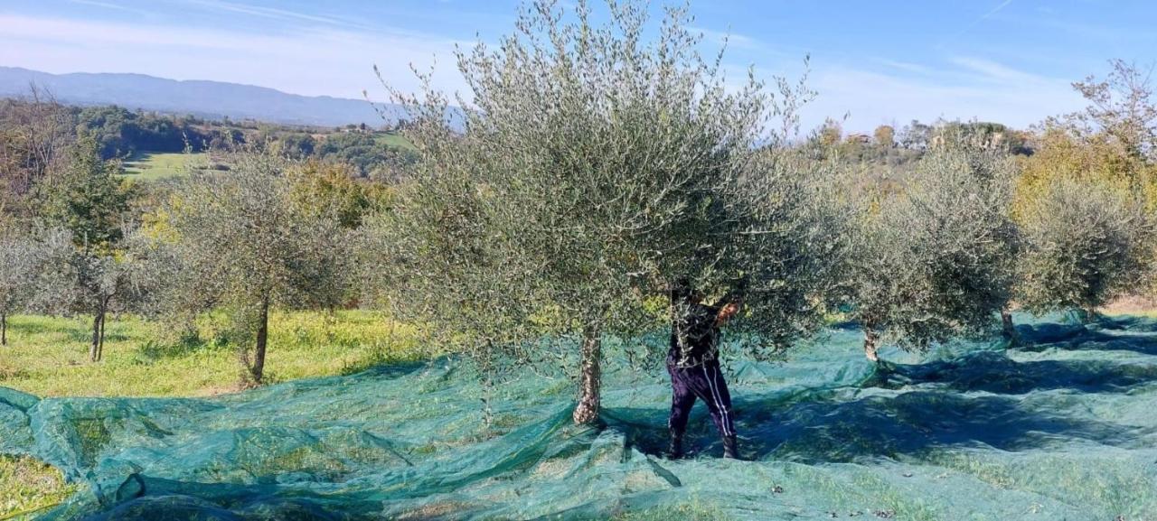 Tenuta I Lecci Terranuova Bracciolini Exteriér fotografie