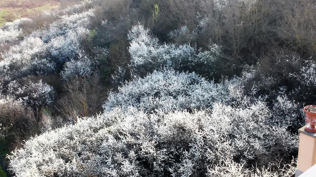 Tenuta I Lecci Terranuova Bracciolini Exteriér fotografie